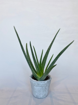 Aloe Vera Plant